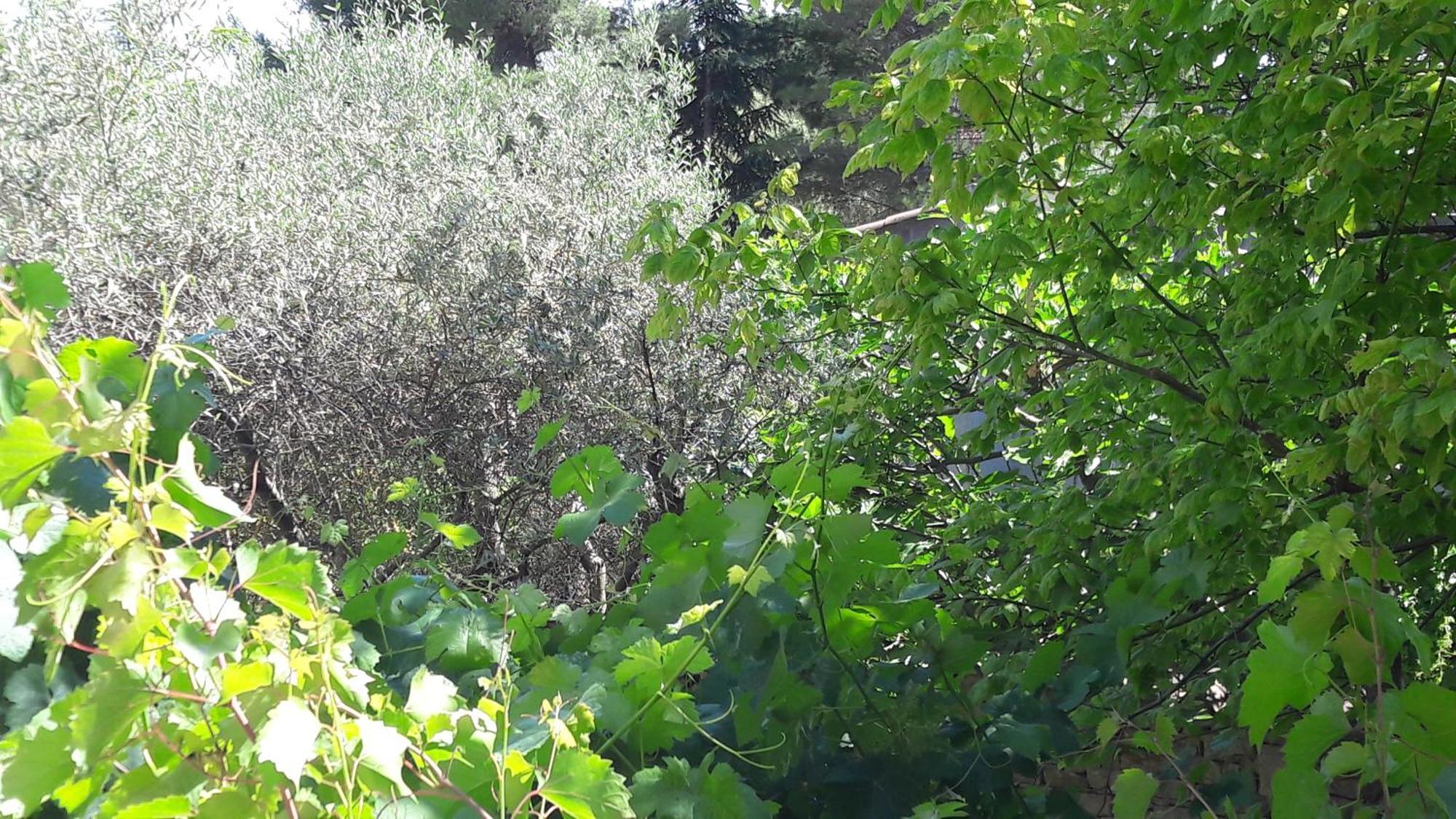 مبيت وإفطار كارْبُنْترا Bastide Sainte Agnes المظهر الخارجي الصورة